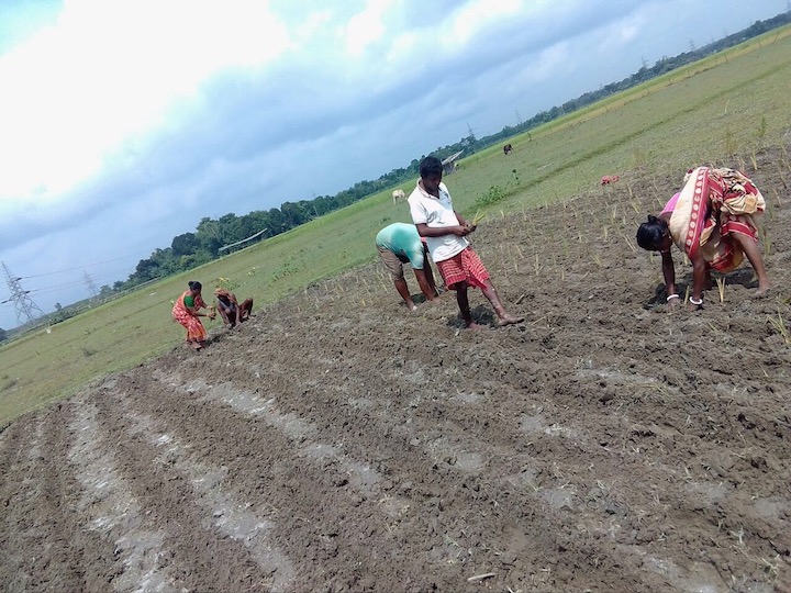 Arnab Bhattacharya Villagers growing vetiver saplings to transplant to the banks of the Teesta River